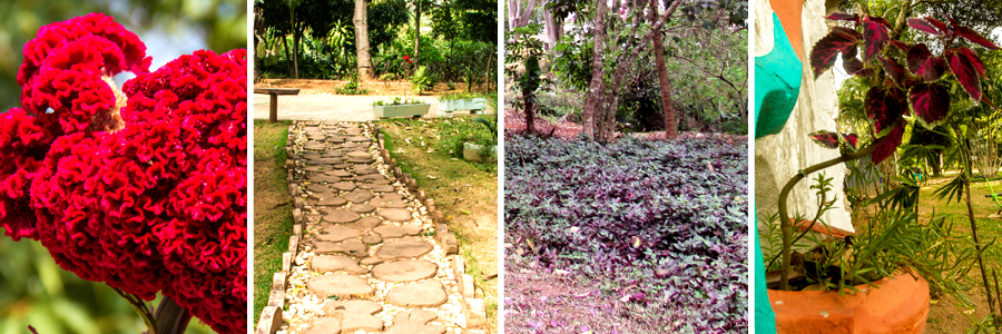 Mosaico com quatro fotografias sendo a primeira de flores em tom de magenta com o caule marrom, a segunda de uma trilha com pedras circulares, grama ao redor e árvores no fundo, a terceira arbustos com folhas verde e roxo com árvores ao fundo, e a quarta de um vaso na parede com folhas roxas com bordas verdes.